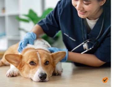 Veterinary Tax filing